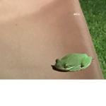 Green frog night