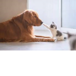 cats: meow dogs: woof