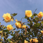 Flowers Aesthetic Clothing