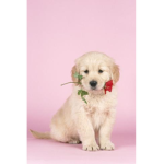 #goldenretrievers