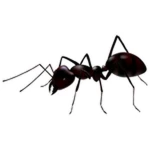 Ant