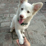 I got a dog