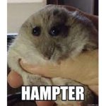Hampsters!