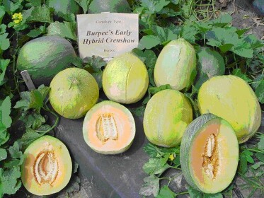 The Melon Kingdom!