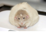 Diseased Rat Army