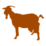 Orange Goats Awakened