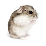 Moles