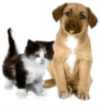 cute animals