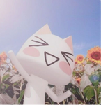 *+[WONDERS]+*