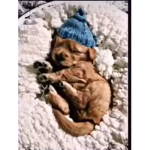Dogs of dog land