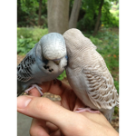 Pepsi The Bird