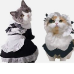 Maid cult!!