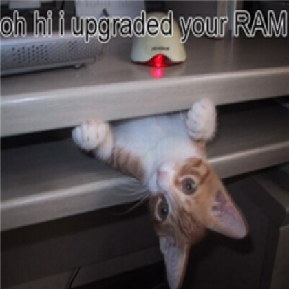 Funny Cat Roblox decal