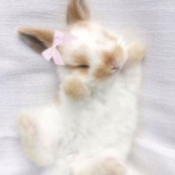 ⋆˚✿˖°