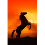 |~|Sunny side stables|~|