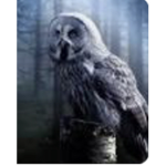 The owls command