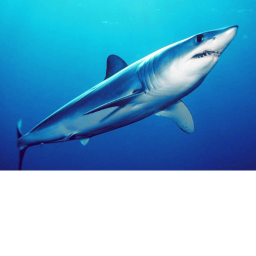 ##SHARKS training area