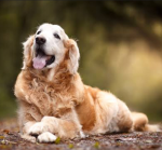 Dogz r the best