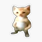 little cat club :)