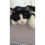Cat’s fanss