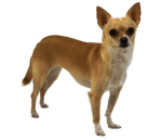 Autistic Chihuahuas Against The Rich