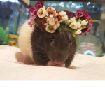 The Raid Rat Squad