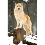 Alpha Howlers