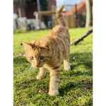 Who love cats ?