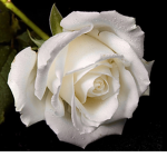 The Dark Rose Group