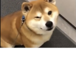 The group of fishy