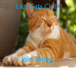 like cats club