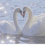 ~Aesthetic Swans~