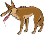 cayote group