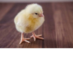 Chicken Chicken Club!