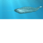 Narwhal nick fan group