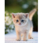 cats united [new!]