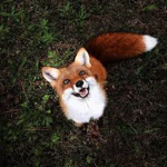 Juniper foxes