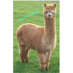 Save The Llamas!!