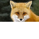 People who love foxes only