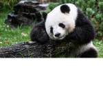 Panda army! :3