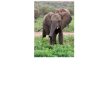 baby elephants