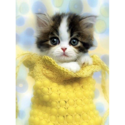 ADOPT A KITTEN!!! or cat....|Kitty Sq!!!!!!