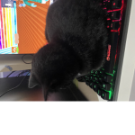Crazy cattos