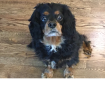 Mayonnaise The Dog
