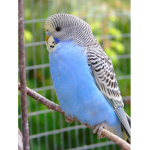 Le Budgie Gang
