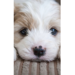 THE puppy ########