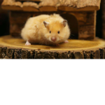 Hamsters_Cute