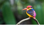 Bird bilders