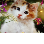 Cute hollo kitty