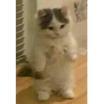 Gato parado